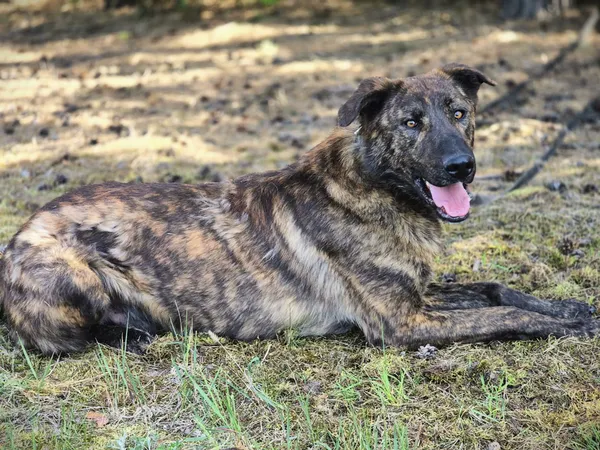 Oddam psa, Warszawa, Czyste, 7 września 2025 (1/5)