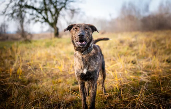 Oddam psa, Warszawa, Czyste, 7 września 2025 (3/5)