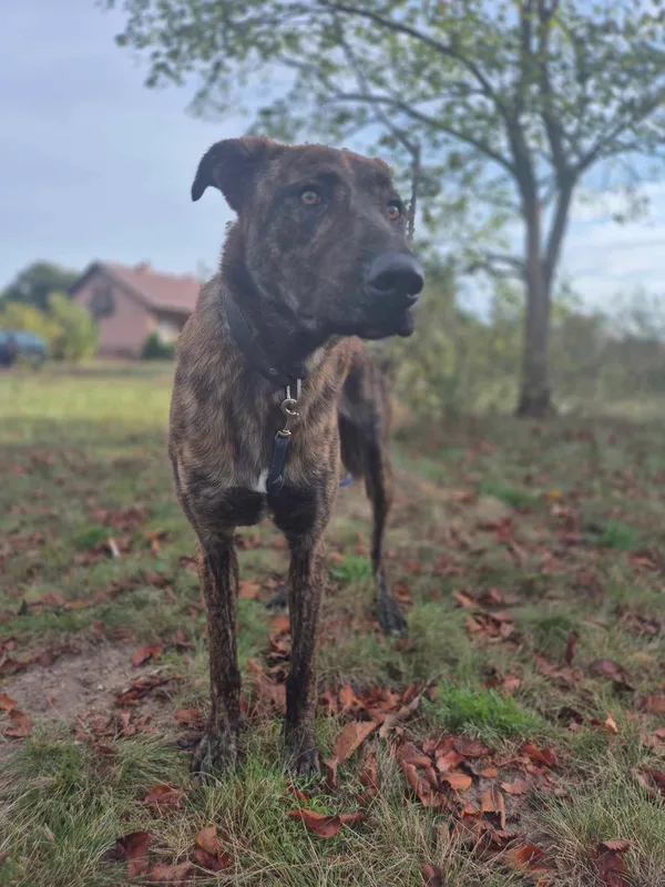 Oddam psa, Warszawa, Czyste, 7 września 2025 (5/5)