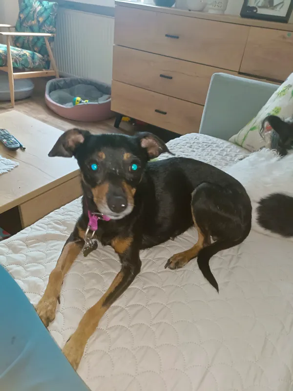 Zaginął pies, Nowy Sącz, Osiedle Przetakówka, 7 września 2025 (1/3)