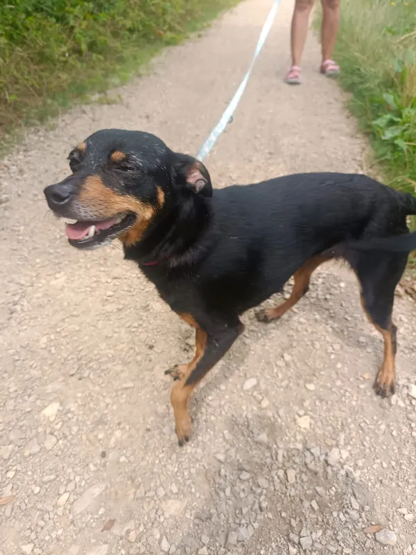 Zaginął pies, Nowy Sącz, Osiedle Przetakówka, 7 września 2025 (2/3)