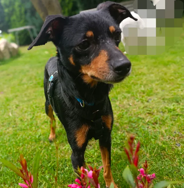 Zaginął pies, Nowy Sącz, Osiedle Przetakówka, 7 września 2025 (3/3)