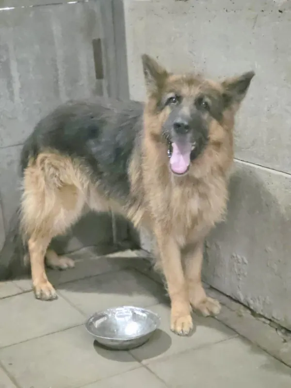 Pies do adopcji, Zgierz, 6 września 2025 (4/5)