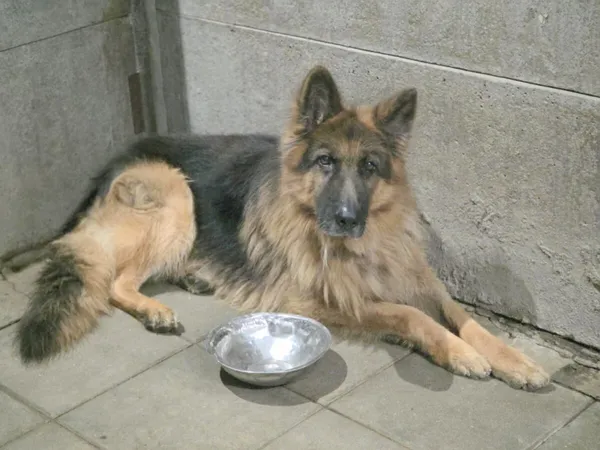 Pies do adopcji, Zgierz, 6 września 2025 (2/5)