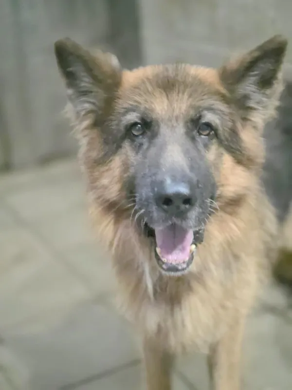 Pies do adopcji, Zgierz, 6 września 2025 (5/5)