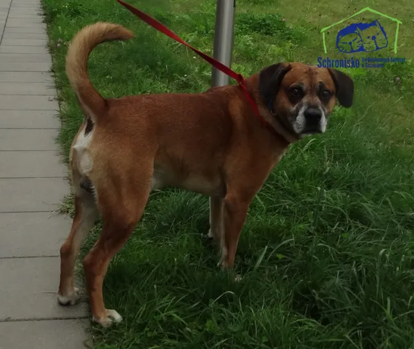 Znaleziono psa, Szczecin, 6 września 2025 (2/2)