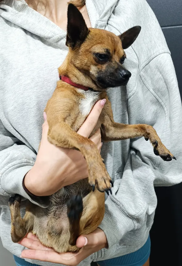 Znaleziono psa, Łódź, 7 września 2025