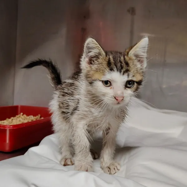 Kot do adopcji, Włocławek, 7 września 2025