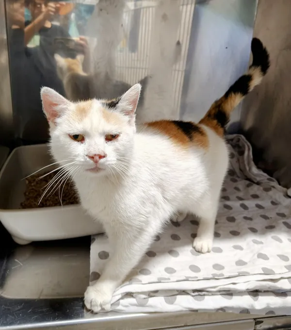 Kot do adopcji, Włocławek, 5 września 2025