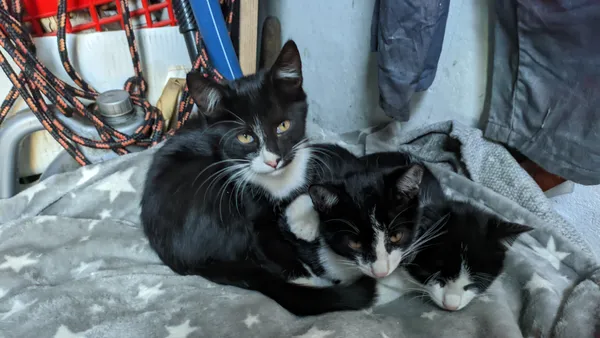 Zaginął kot, Niekarmia, 8 września 2025 (1/3)