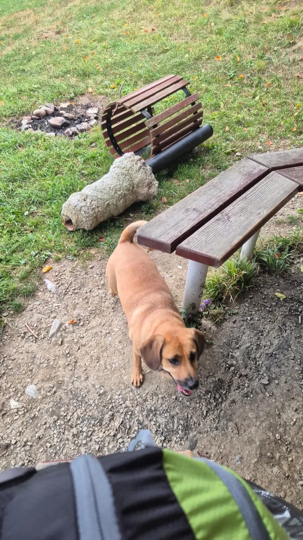 Znaleziono psa, Krościenko nad Dunajcem, 8 września 2025 (2/2)