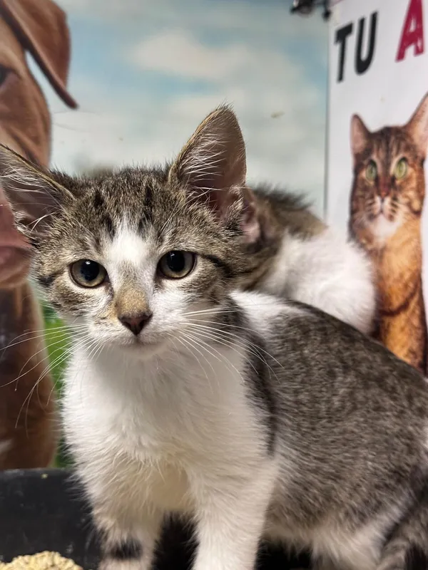 Oddam kota, Warszawa, Solec, 8 września 2025 (1/4)