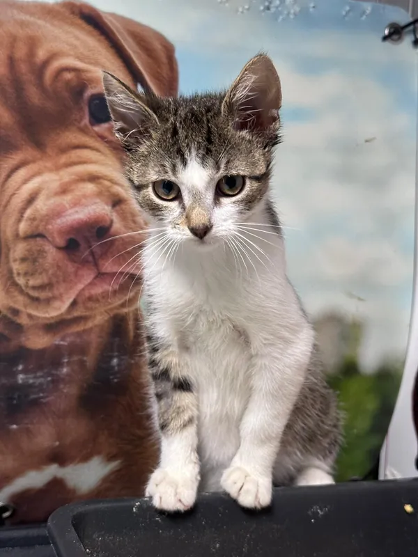 Oddam kota, Warszawa, Solec, 8 września 2025 (2/4)