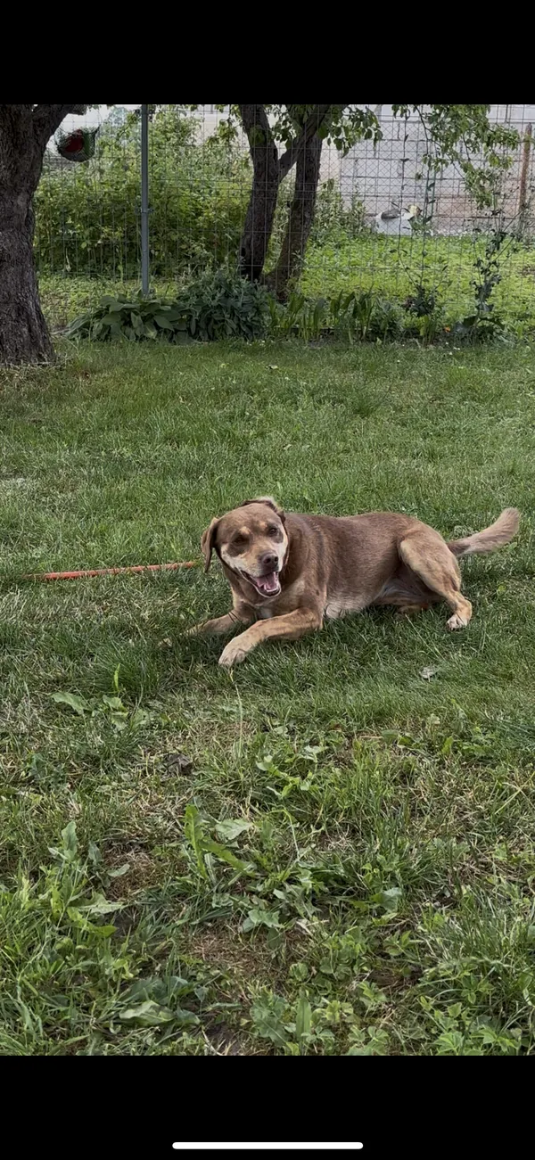 Zaginął pies, Srokowo, 8 września 2025 (1/2)