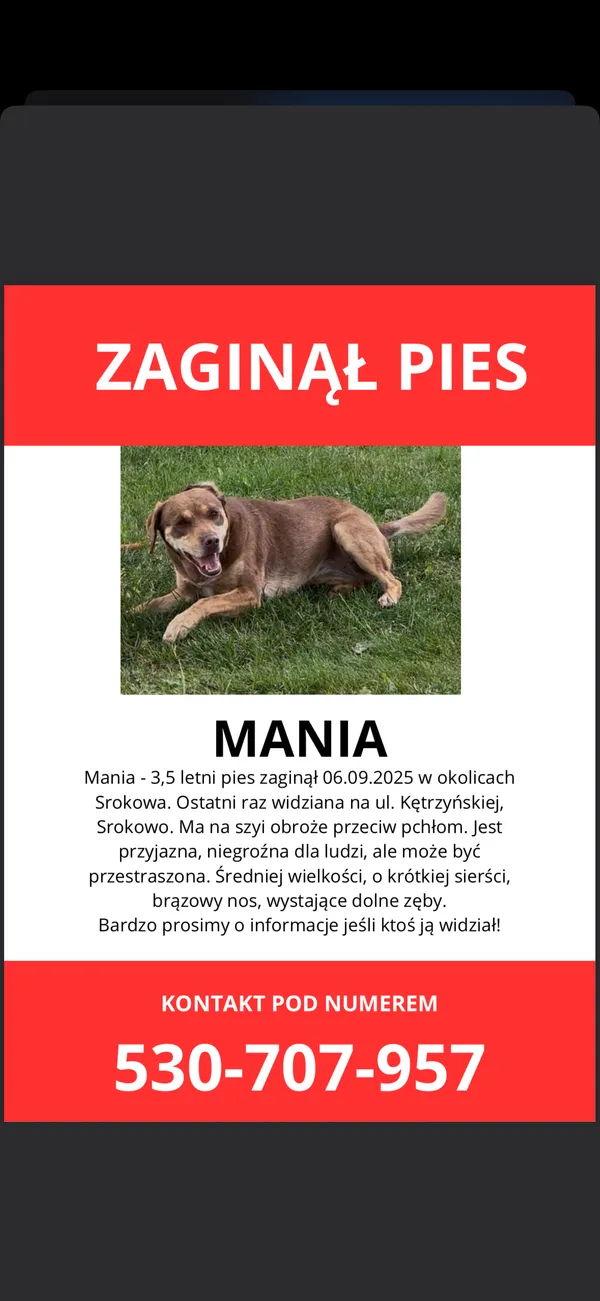 Zaginął pies, Srokowo, 8 września 2025 (2/2)