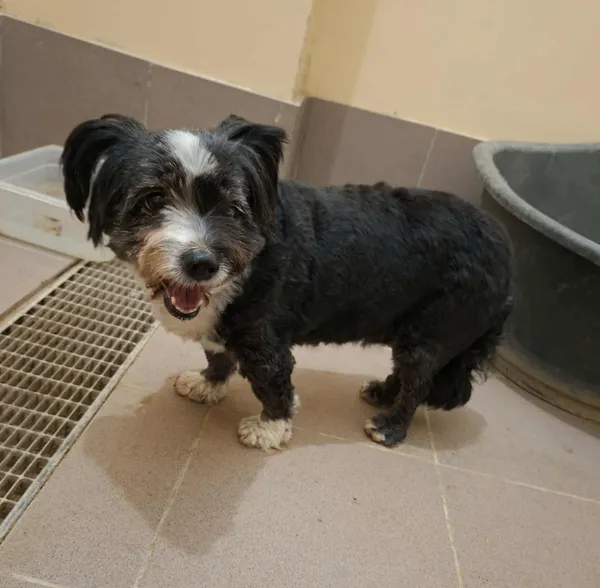 Znaleziono psa, Olsztyn, 7 września 2025