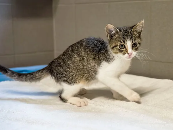 Kot do adopcji, Sopot, 7 września 2025 (1/3)