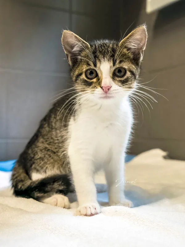 Kot do adopcji, Sopot, 7 września 2025 (3/3)