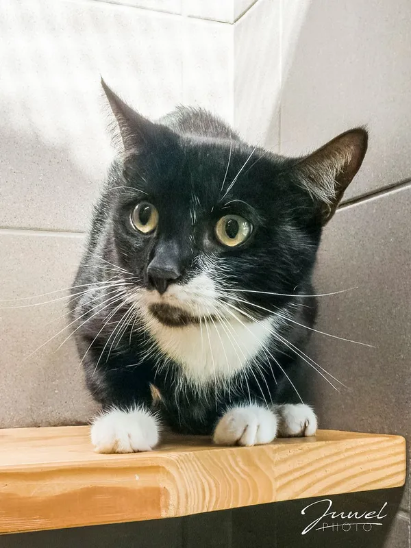 Kot do adopcji, Sopot, 7 września 2025 (1/2)