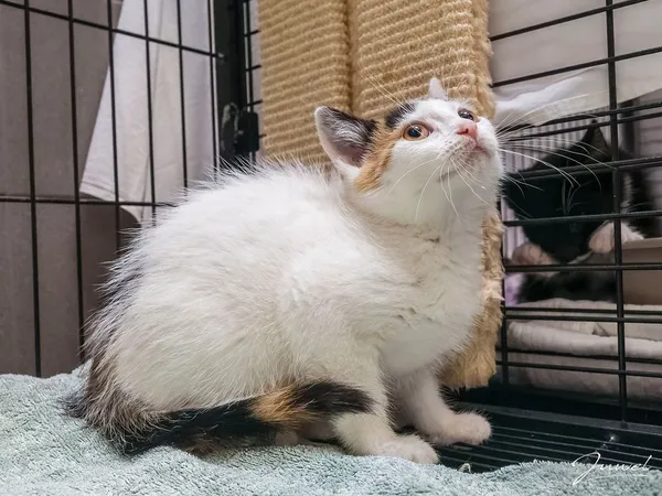 Kot do adopcji, Sopot, 7 września 2025 (1/3)