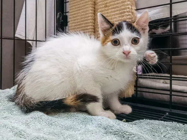 Kot do adopcji, Sopot, 7 września 2025 (3/3)