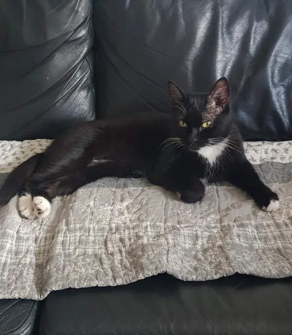 Zaginął kot, Łódź, 8 września 2025