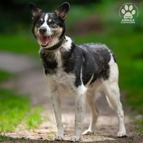 Pies do adopcji, Gdynia, 8 września 2025 (2/5)