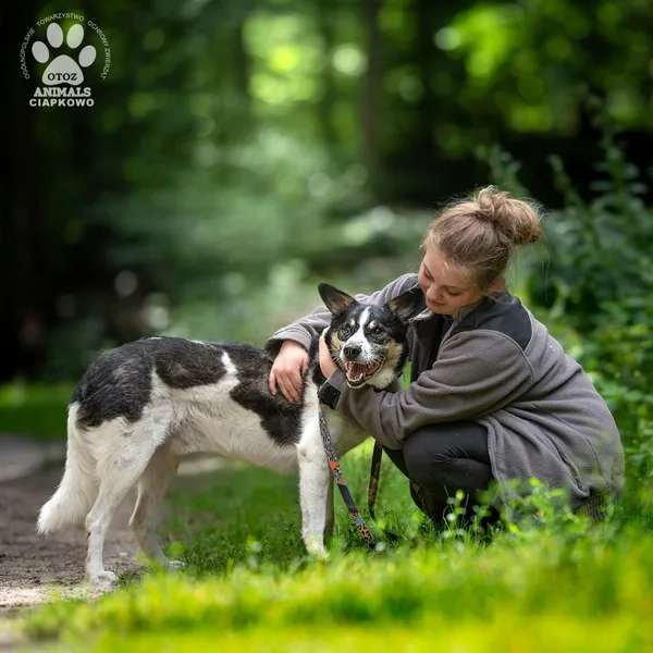 Pies do adopcji, Gdynia, 8 września 2025 (3/5)