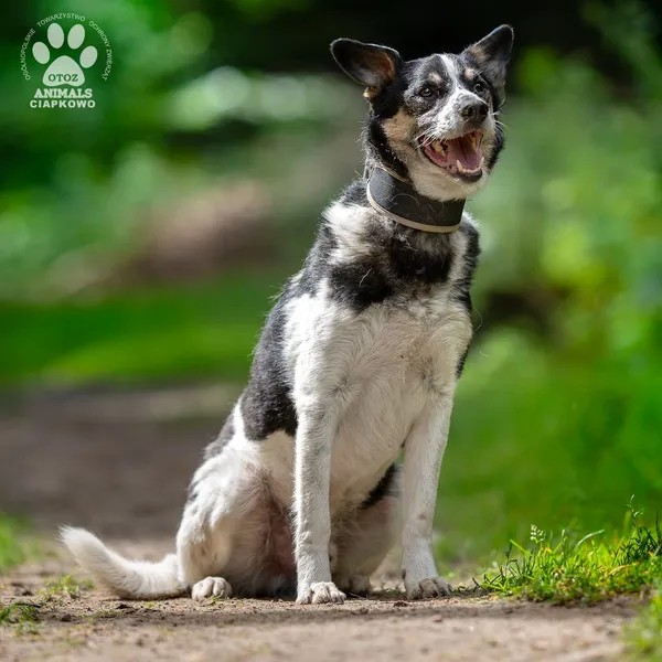 Pies do adopcji, Gdynia, 8 września 2025 (4/5)