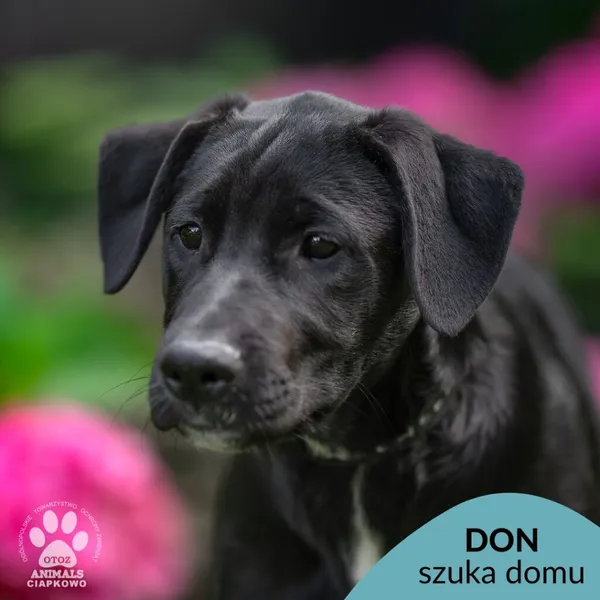 Pies do adopcji, Gdynia, 5 września 2025 (1/4)