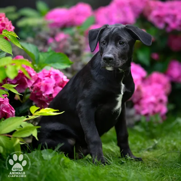 Pies do adopcji, Gdynia, 5 września 2025 (2/4)