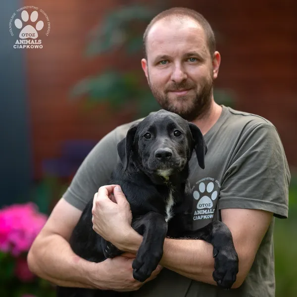 Pies do adopcji, Gdynia, 5 września 2025 (3/4)