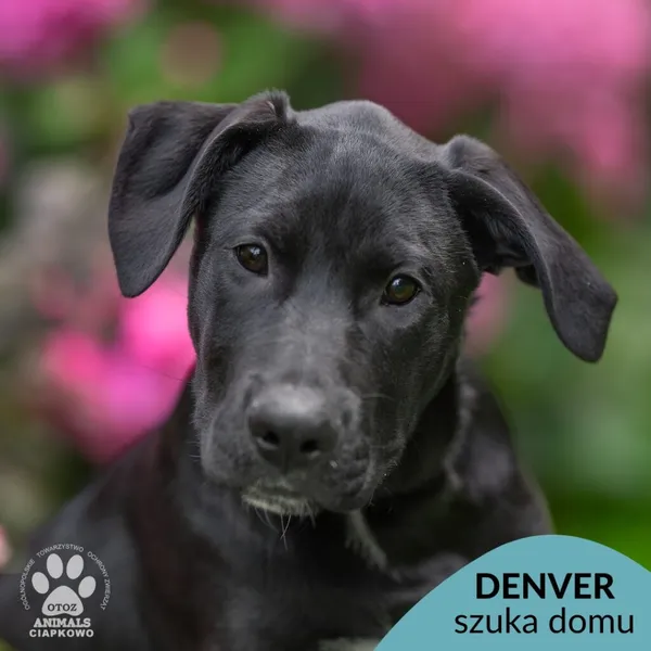 Pies do adopcji, Gdynia, 5 września 2025 (1/4)