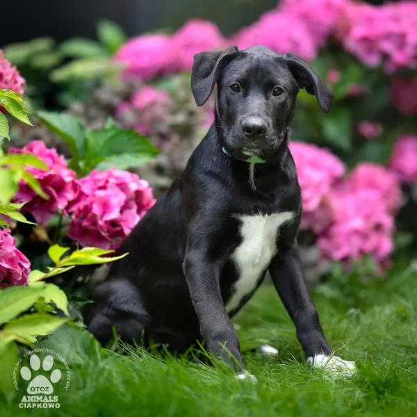 Pies do adopcji, Gdynia, 5 września 2025 (2/4)