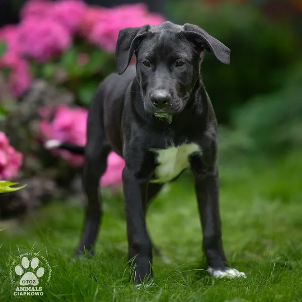 Pies do adopcji, Gdynia, 5 września 2025 (3/4)