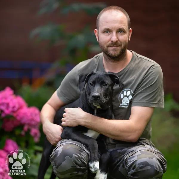 Pies do adopcji, Gdynia, 5 września 2025 (4/4)