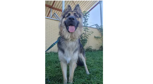 Znaleziono psa, Wrocław, 4 września 2025