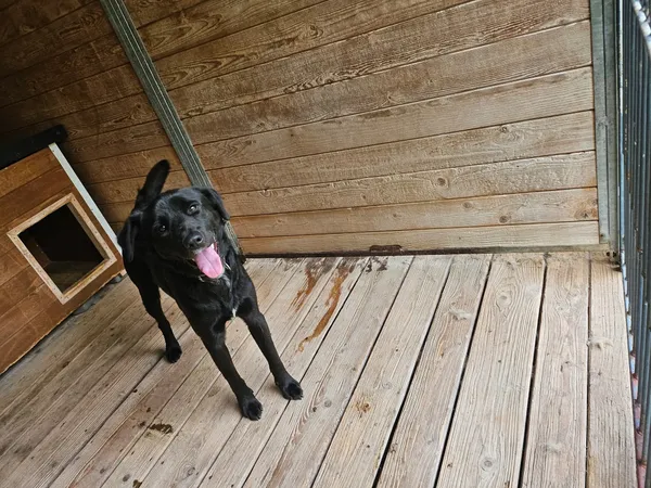 Pies do adopcji, Orzechowce, 3 września 2025 (1/5)