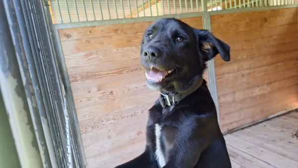 Pies do adopcji, Orzechowce, 3 września 2025 (3/5)