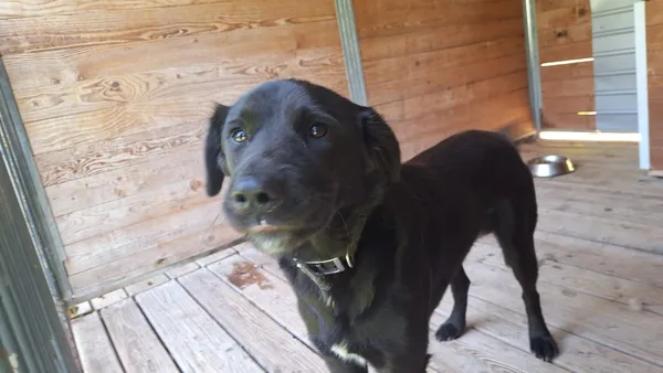 Pies do adopcji, Orzechowce, 3 września 2025 (4/5)