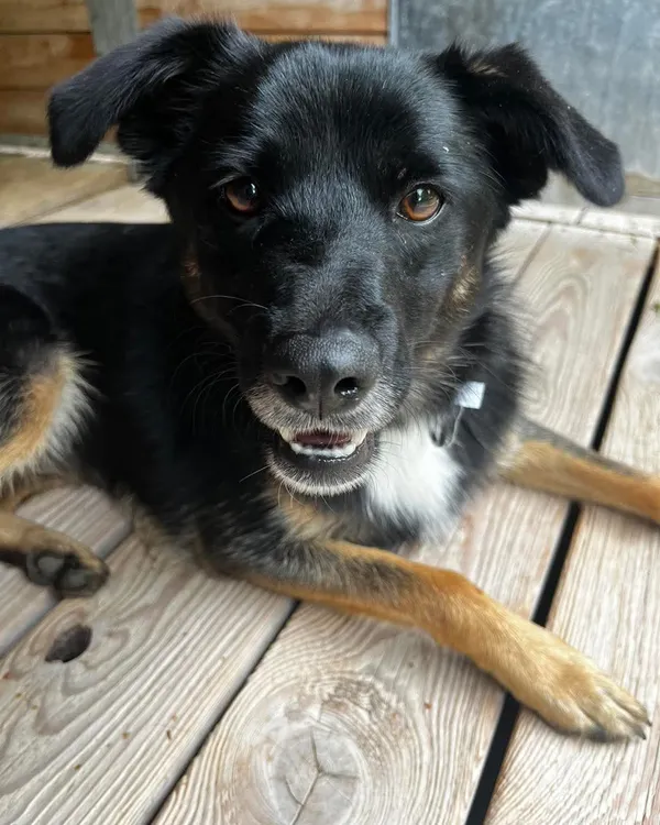 Pies do adopcji, Orzechowce, 29 sierpnia 2025 (1/5)