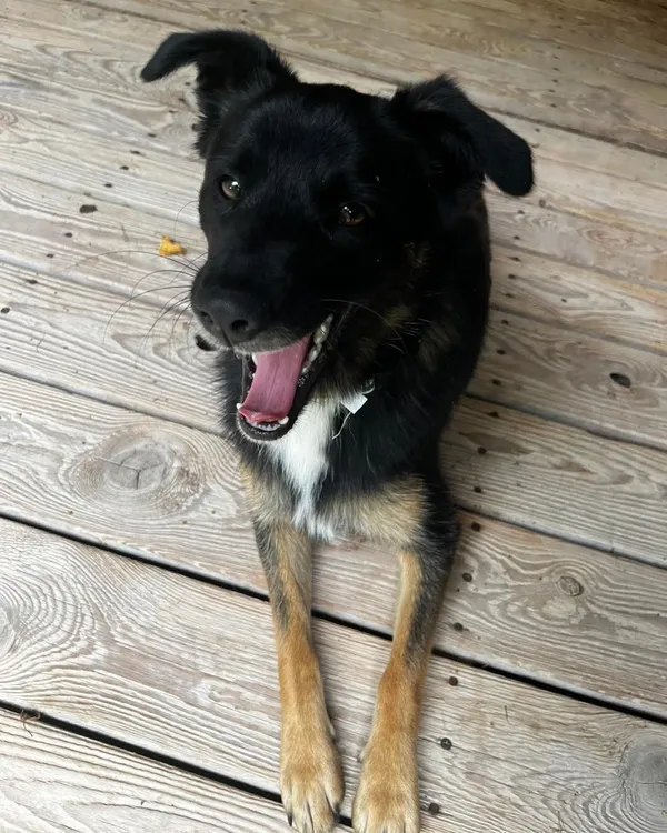 Pies do adopcji, Orzechowce, 29 sierpnia 2025 (2/5)