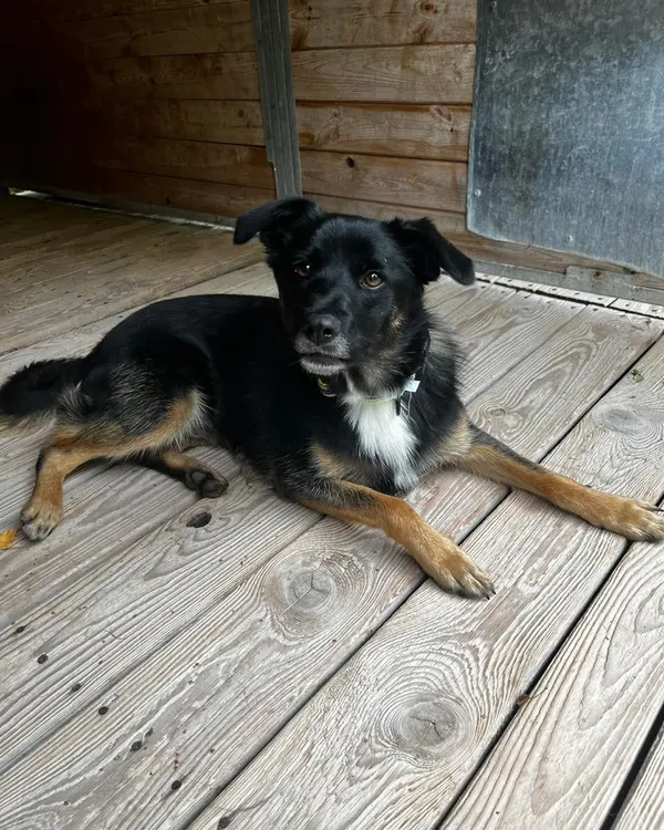 Pies do adopcji, Orzechowce, 29 sierpnia 2025 (3/5)