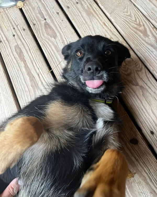 Pies do adopcji, Orzechowce, 29 sierpnia 2025 (4/5)