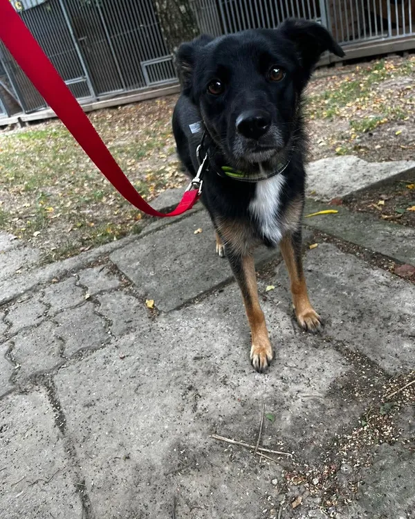 Pies do adopcji, Orzechowce, 29 sierpnia 2025 (5/5)