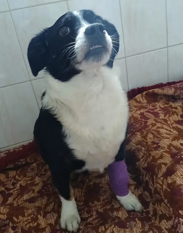 Znaleziono psa, Gdańsk, 6 września 2025