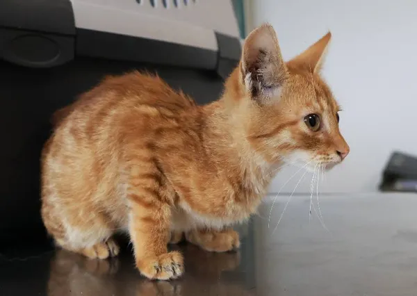 Znaleziono kota, Łódź, 8 września 2025 (1/5)