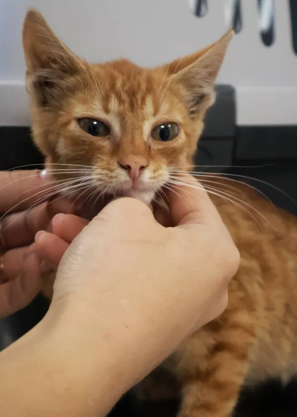 Znaleziono kota, Łódź, 8 września 2025 (2/5)