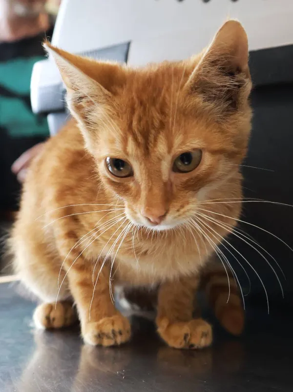 Znaleziono kota, Łódź, 8 września 2025 (3/5)