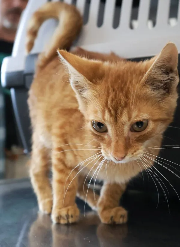 Znaleziono kota, Łódź, 8 września 2025 (5/5)